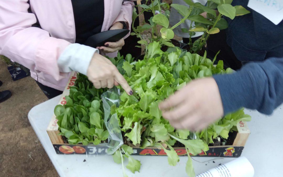 Huerto ecológico en casa